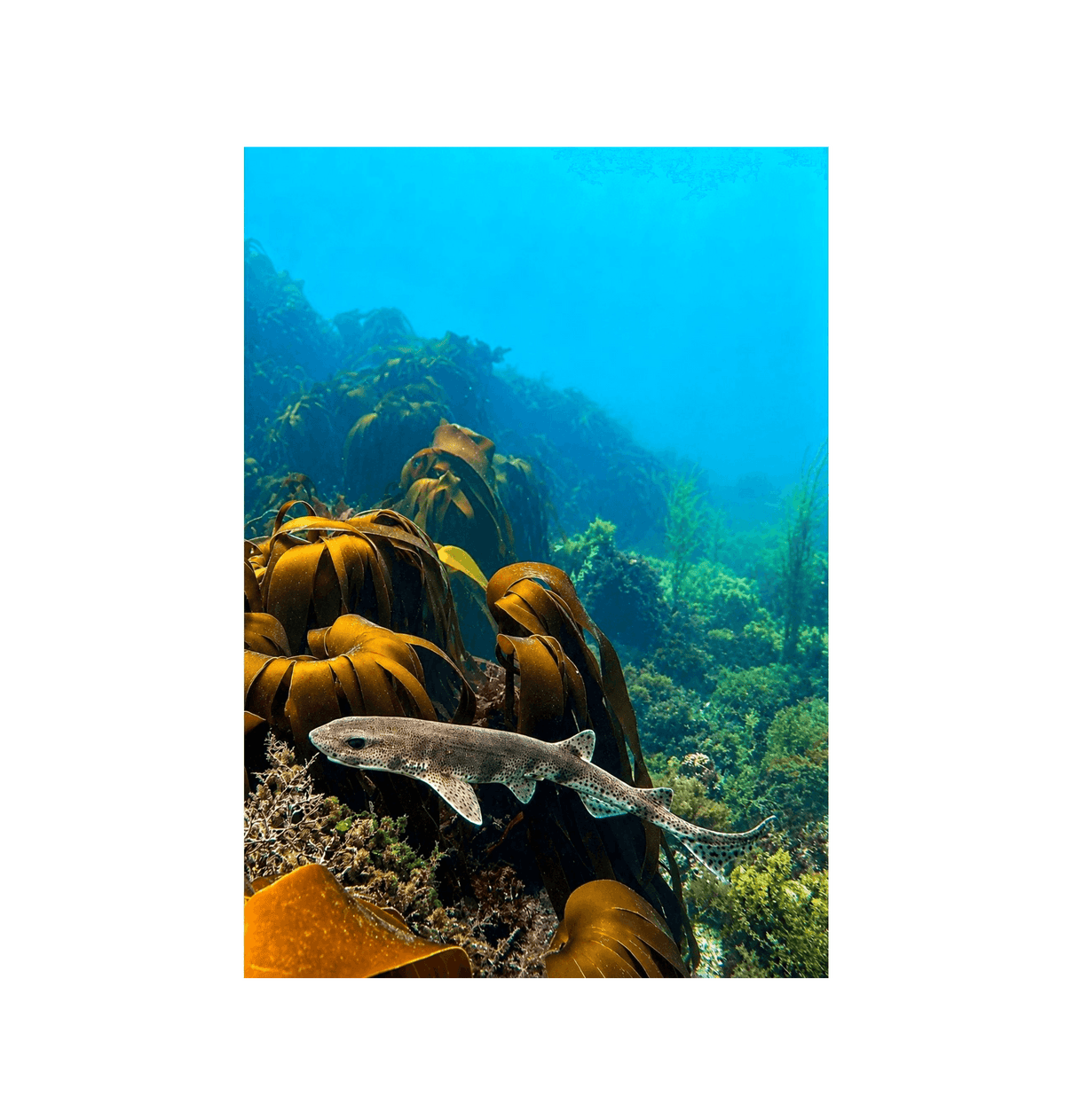 No Frame Canvas Print Front