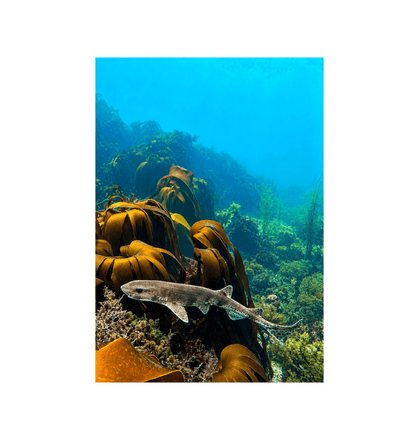 No Frame Canvas Print Front