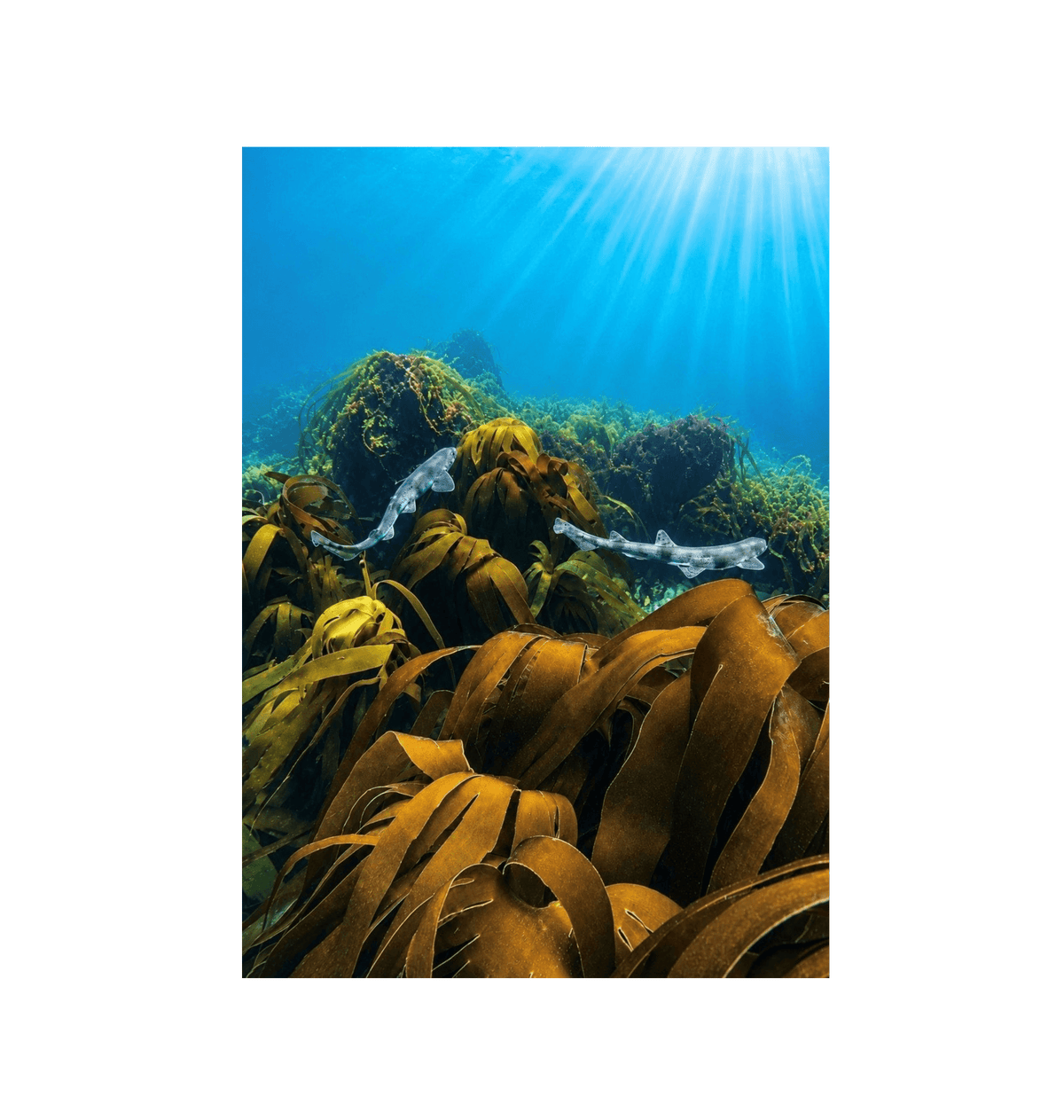 No Frame Canvas Print Front