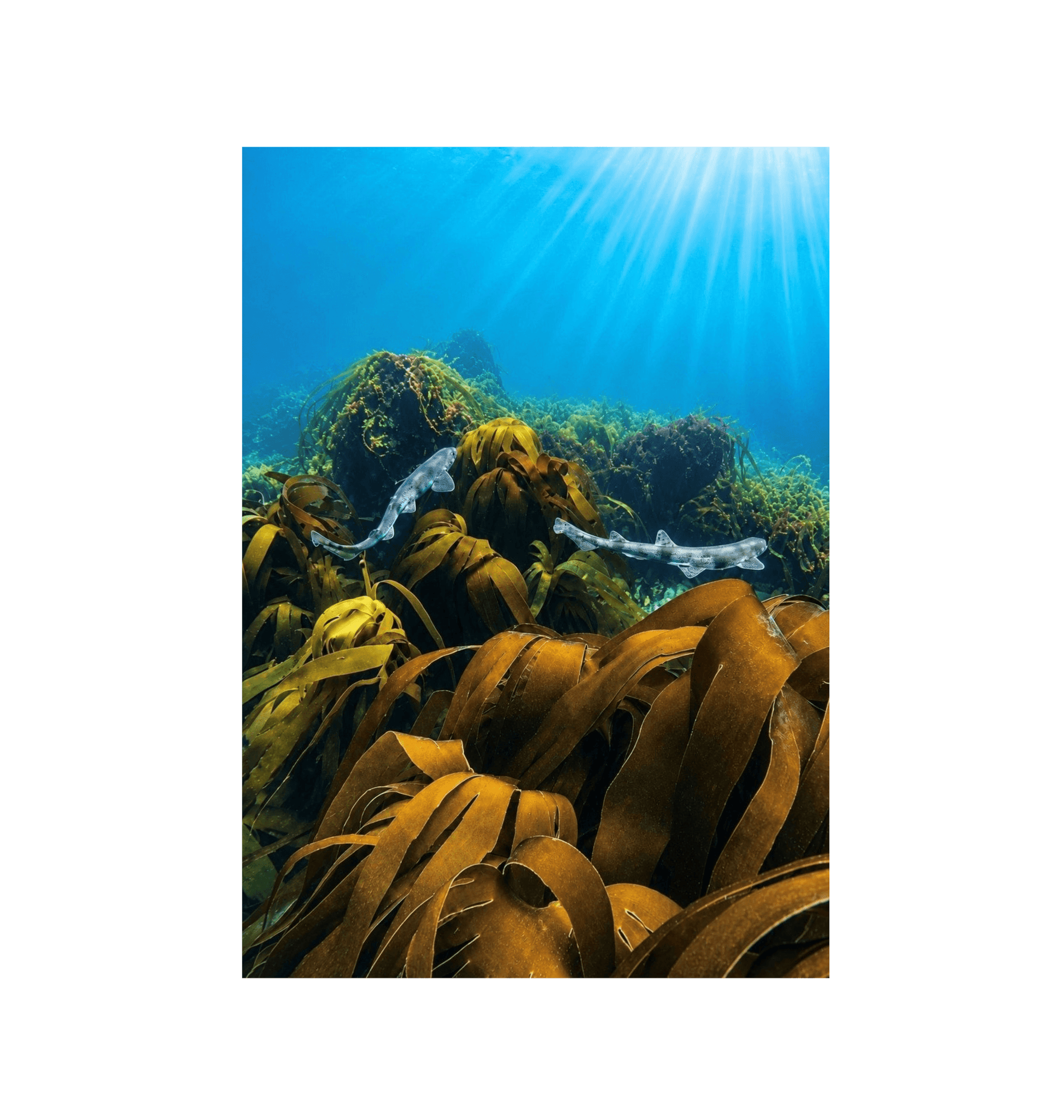 No Frame Canvas Print Front