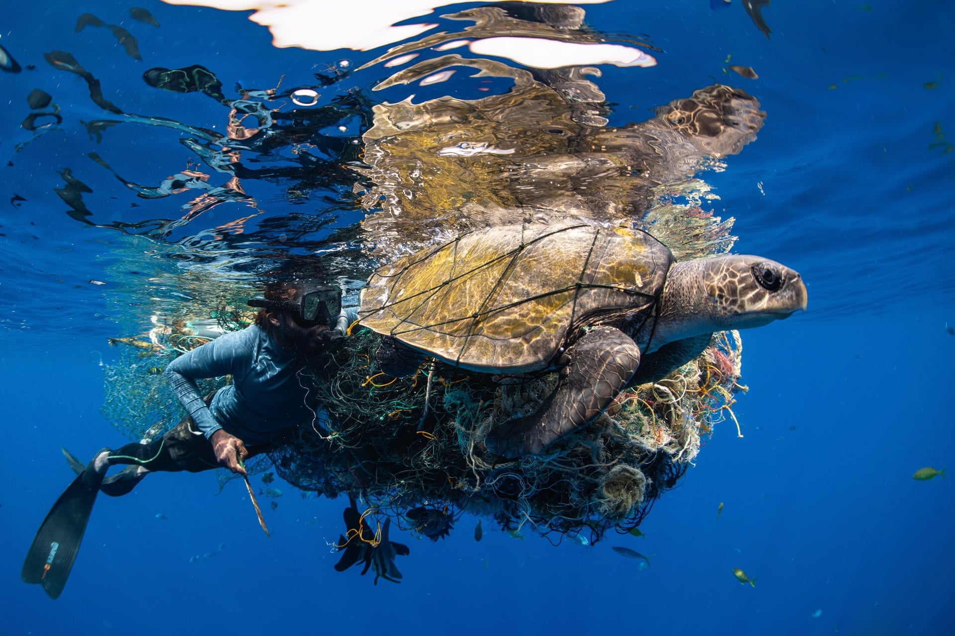 Diver interacting with a turtle entangled in plastic waste underwater.
