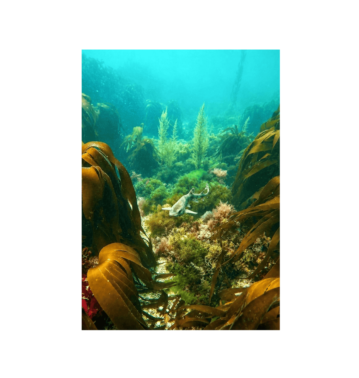 No Frame Canvas Print Front