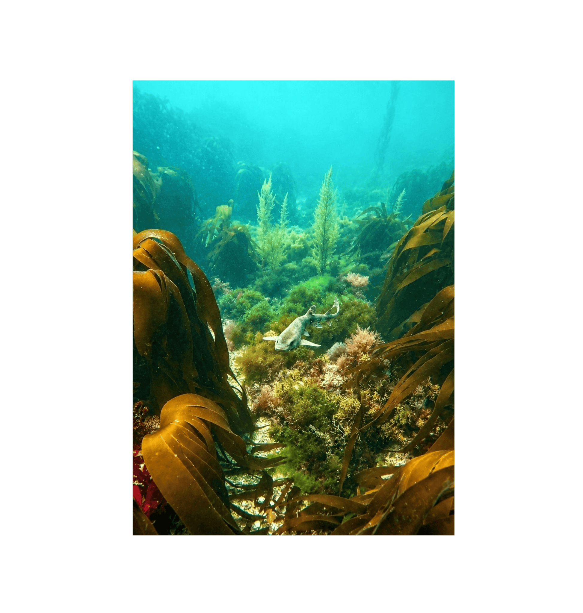 No Frame Canvas Print Front
