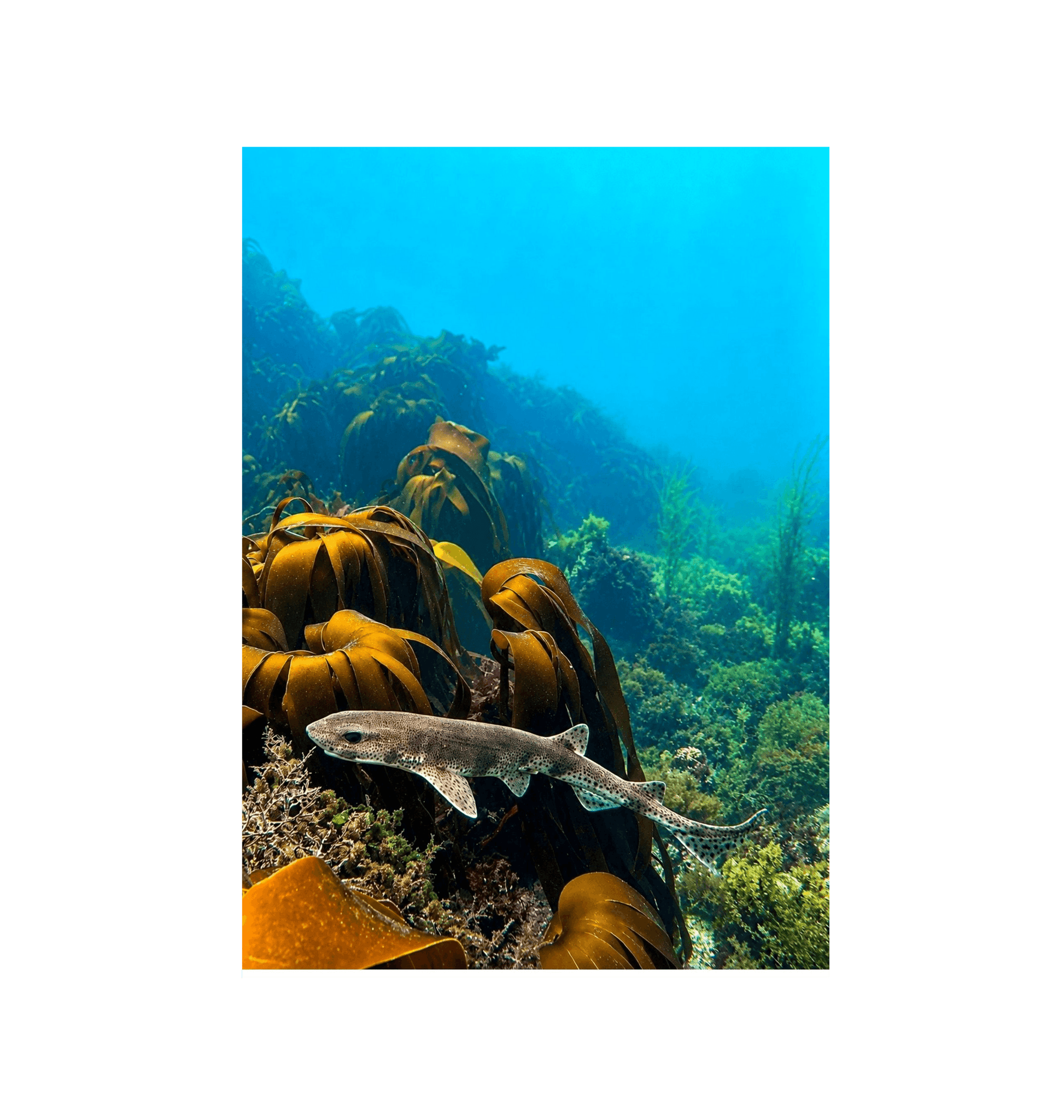 No Frame Canvas Print Front