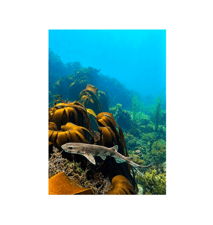 No Frame Canvas Print Front